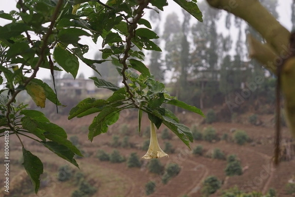 Obraz Delicate bell-shaped blossom hangs amidst lush green foliage, with misty terraced hills and distant structures adding depth to this serene natural landscape