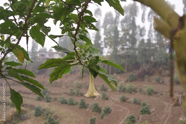 Obraz A delicate bell-shaped flower blooms on a lush green branch, overlooking picturesque terraced hills and a serene rural landscape under a soft, misty sky