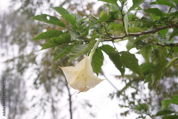 Obraz A delicate creamy yellow bell-shaped flower with lush green leaves hangs gracefully from a branch, creating a serene and captivating natural beauty in an outdoor setting