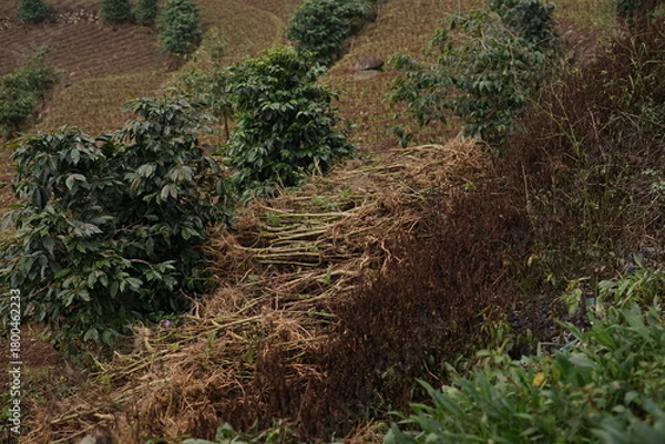 Obraz Scenic view of agricultural terraced fields on a rural mountainside, featuring cultivated crops and dry brush in a natural farming environment