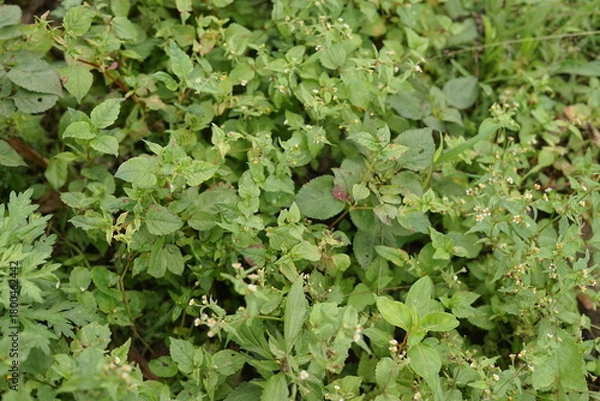 Obraz Vibrant green ground cover thrives with delicate white blossoms, creating a lush, natural tapestry of small leaves and flourishing vegetation in a sunny outdoor setting