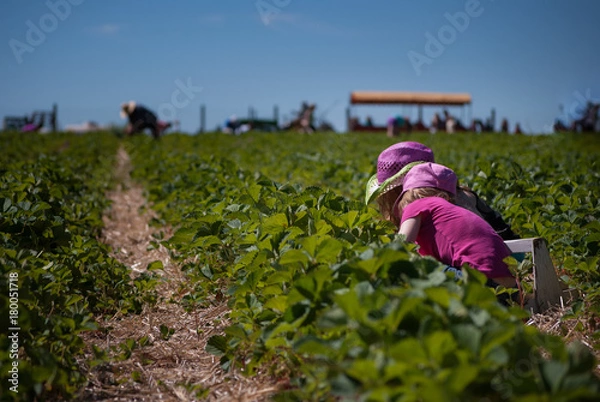 Fototapeta Small children dressed in pink picking strawberries in a field