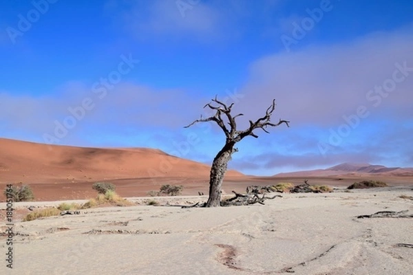 Obraz Namibia - Baum - Wüste - Fernsicht - Landschaft