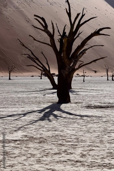 Obraz Namibia - Baum - Wüste - Fernsicht - Landschaft