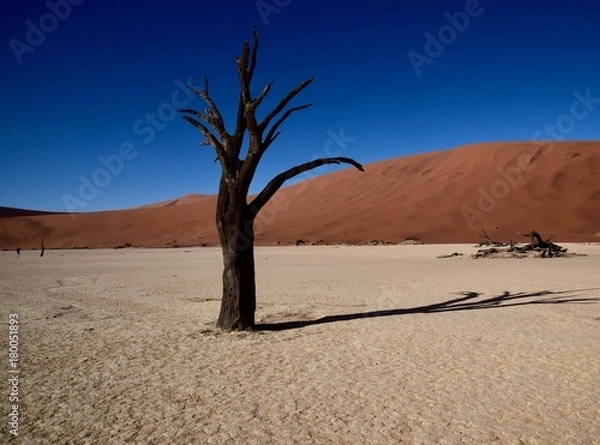 Obraz Namibia - Baum - Wüste - Fernsicht - Landschaft