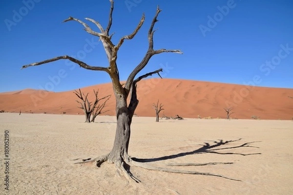Obraz Namibia - Baum - Wüste - Fernsicht - Landschaft