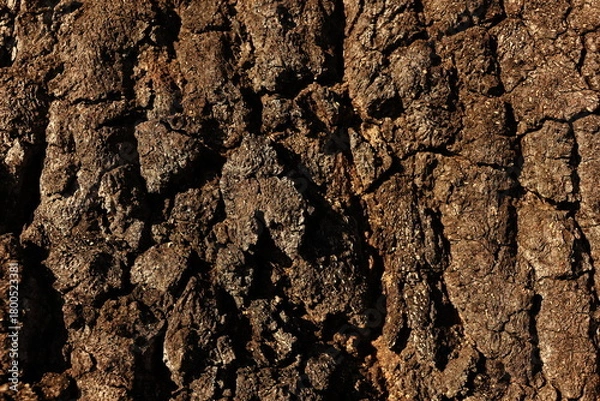Obraz 樹皮の質感