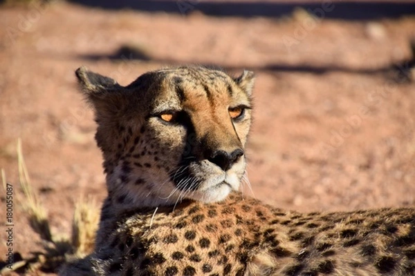 Obraz Gepard - Wild lebende Tiere - Wüste