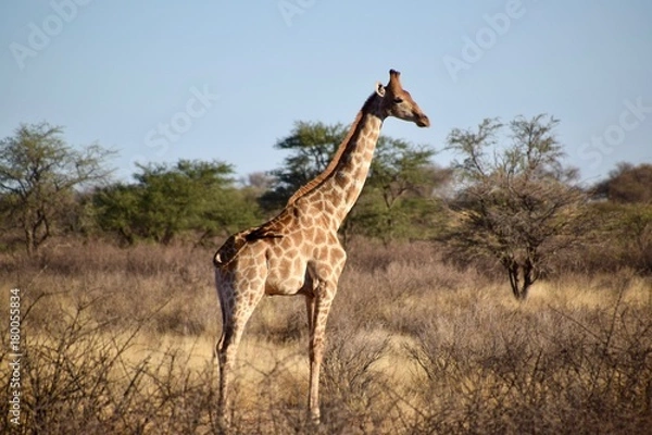 Obraz Giraffen - Afrika - Wüste