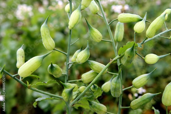 Obraz Schoten des Acker-Rettichs