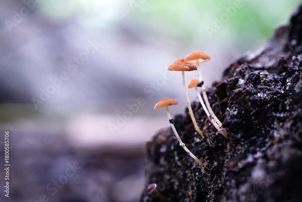 Fototapeta Macro view of tiny mushrooms with slender stems and brown caps growing on decaying wood.