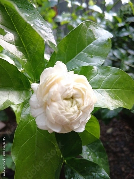 Fototapeta Close-Up of White Arabian Jasmine Flower