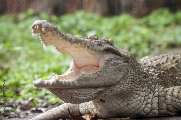Fototapeta White Crocodile / Albino Siamese Crocodile : Freshwater crocodile , skin is white , nearly extinct , found in Southeast Asia