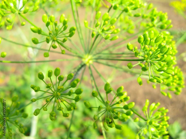 Fototapeta Growing dill