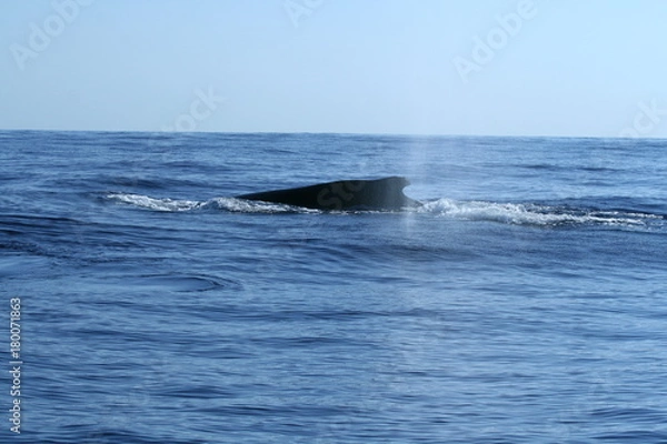 Fototapeta baleine
