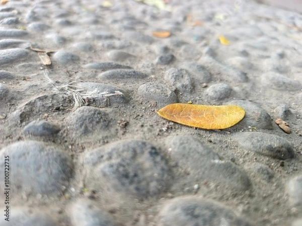 Obraz leaf on the sand