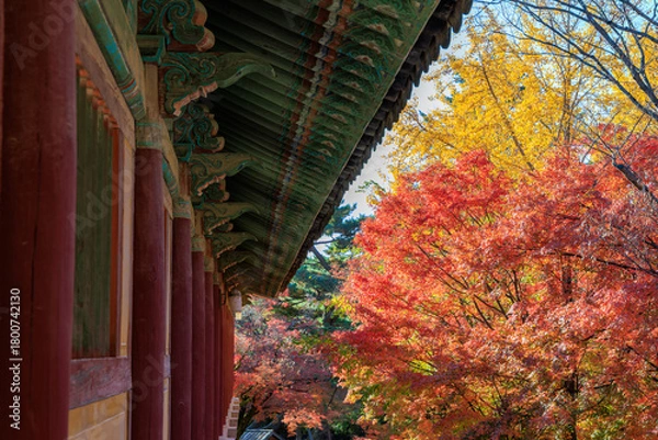 Obraz Autumn scenery of Bulguksa Temple in Gyeongju, Korea, with its beautiful red maple trees.