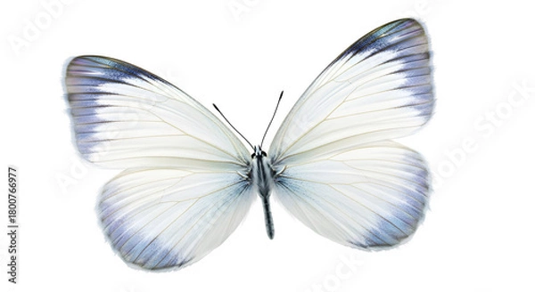Obraz Delicate white butterfly with subtle blue wing tips isolated on transparent background