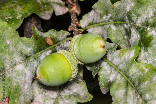 Fototapeta acorns green close-up. colorful acorn macro photo. natural beauty. space for text.