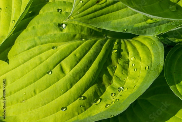 Fototapeta The green leaves of the hosts are exposed to sunlight. beautiful background. close-up. natural sunlight