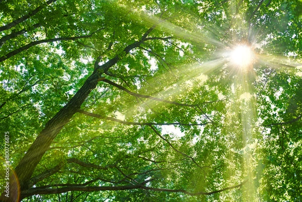 Fototapeta 緑の木　太陽光