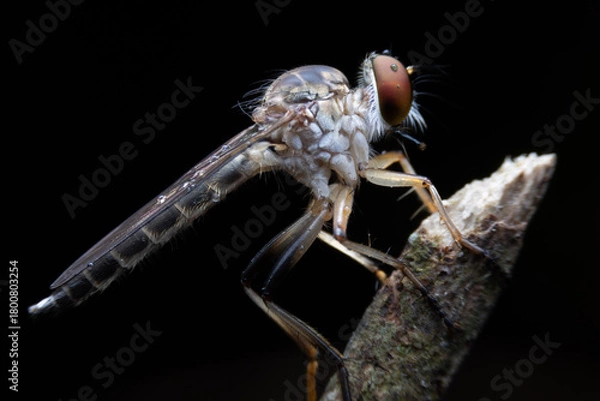 Fototapeta Close-up photo,Robber fly is a predatory insect in the family Asilidae. It is characterized by its deeply concave head. It is a predator that captures prey in flight using its proboscis, which injects