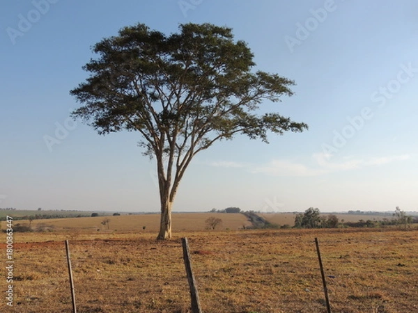 Fototapeta Tree in the field - Sunset - Araçatuba - Brazil