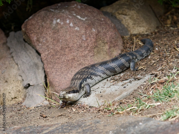 Fototapeta Eastern blue-tongued lizard (Tiliqua scincoides scincoides), or eastern blue-tongued skink enjoying the sunshine on a suburban garden path