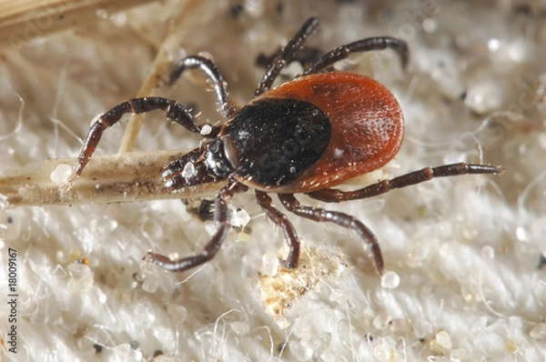 Fototapeta Tick waiting for a host