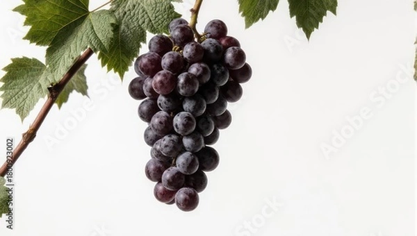 Fototapeta Close up of a ripe bunch of dark purple grapes hanging from a vine with green leaves.