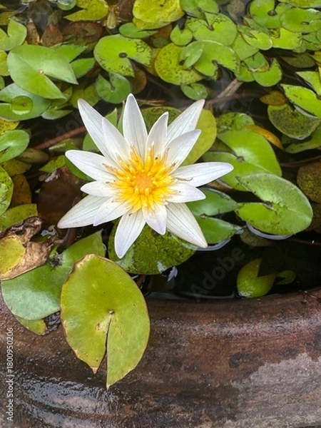 Obraz white water lily