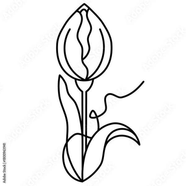 Obraz Line art tulip flower outline illustration. Spring nature simple blossom drawing.