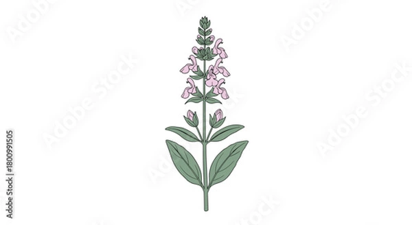 Obraz A delicate botanical illustration depicting a flowering sage plant with vibrant pink blossoms and lush green foliage, isolated on white.