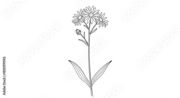 Obraz A black and white botanical line art illustration of a wild daisy-like flower with multiple blooms and a bud, featuring long slender leaves.