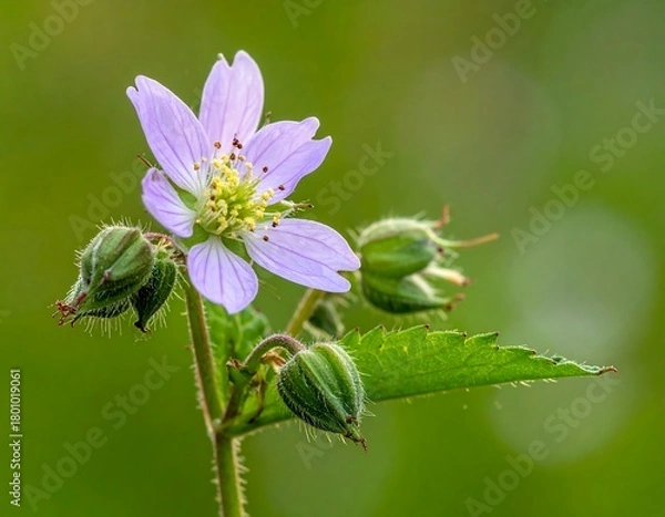 Fototapeta Delicate close-up of a pale purple flower with yellow center and green buds, bokeh background