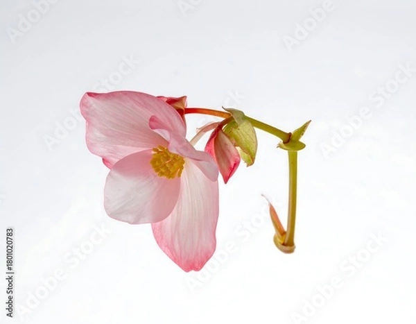 Fototapeta Delicate close-up of a pink begonia flower, with its light petals and stem on a white background