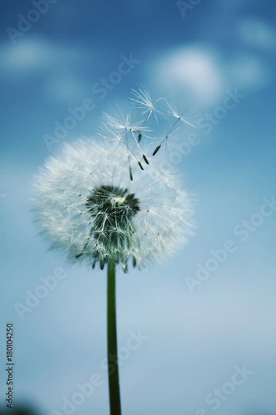 Obraz dandelion