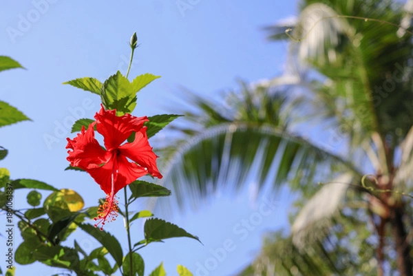 Fototapeta Vibrant red hibiscus against a clear blue sky — lush green leaves and blurred palm fronds create a tropical paradise scene perfect for travel or design projects.