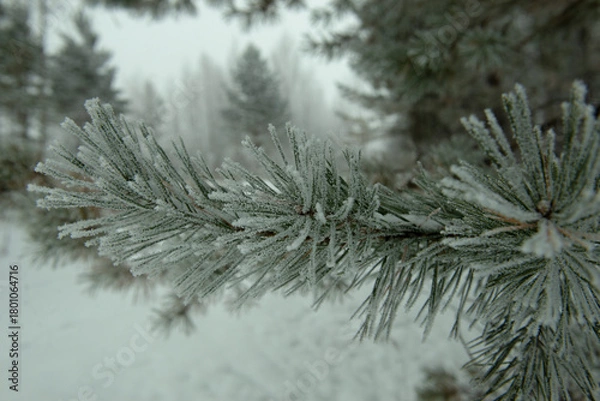 Obraz pine branches covered with snow