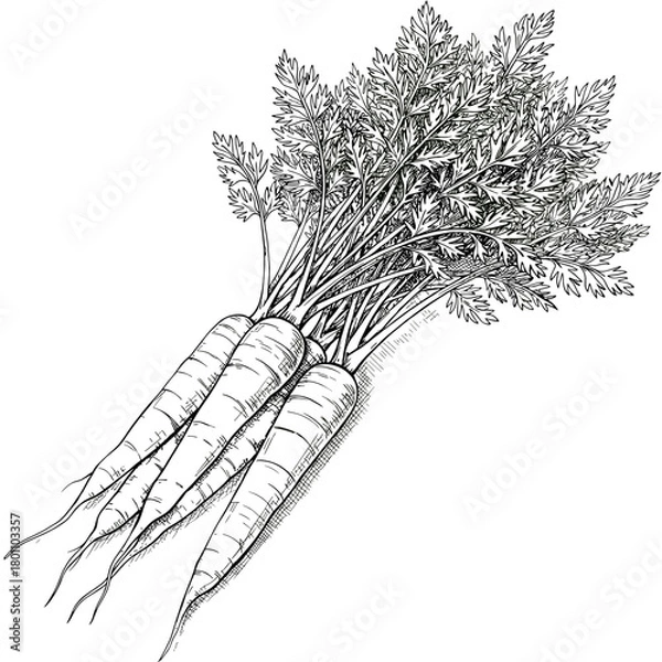 Fototapeta Bunch of carrots with green leaves in sketched style  