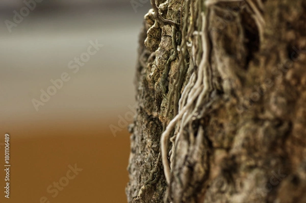 Fototapeta Close-Up of Tree Bark with Exposed Roots and Rough Textured Surface