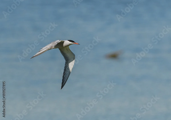 Obraz common tern (Sterna hirundo) in flight