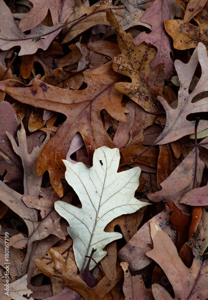 Obraz 741-75 White Oak