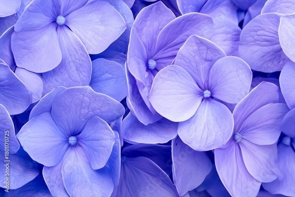 Fototapeta Close-up of Delicate Purple Hydrangea Blooms Floral Arrangement
