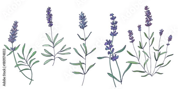 Obraz Lavender flowers elements. Collection of lavender flowers on a white background. Vector illustration flower. Vintage botanical drawing of French Lavender. Blossomed lavender.