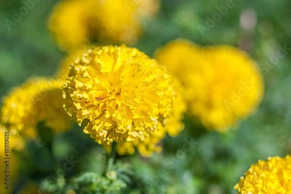 Obraz yellow Marigold flowers