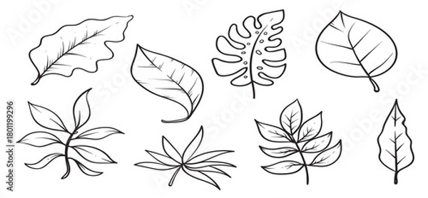 Obraz Hojas vector illustration.