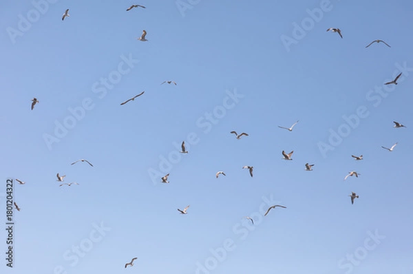 Fototapeta A flock of seagulls flying in the sky