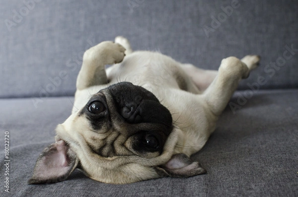 Obraz cute pug laying on back
