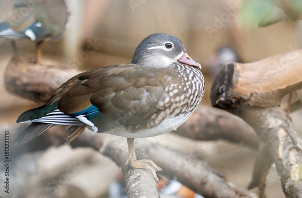 Fototapeta A duck is standing on a wooden platform